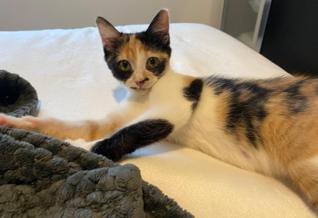 Nelly, a Adoptable mixed breed in New Braunfels, TX image 6/6