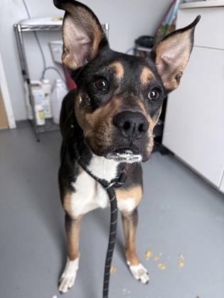 Tumbleweed 48479, a ADOPTABLE Mixed Breed in Oklahoma City, OK image 2/3
