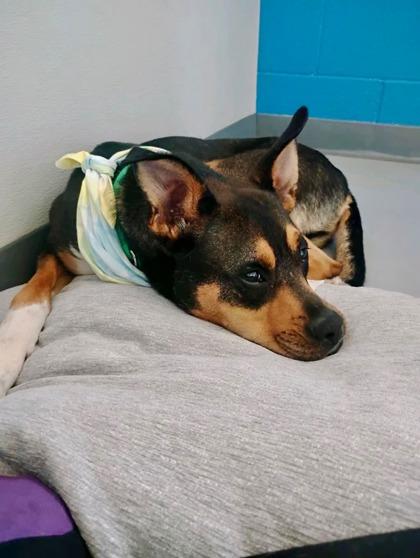 Tumbleweed 48479, a ADOPTABLE Mixed Breed in Oklahoma City, OK image 3/3
