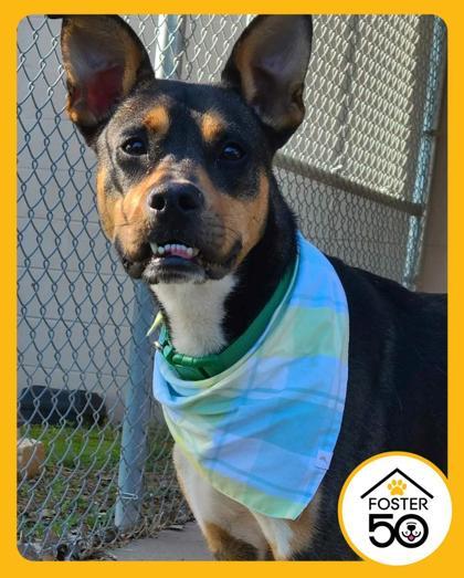 Tumbleweed 48479, ADOPTABLE, Adult Male Mixed Breed.
