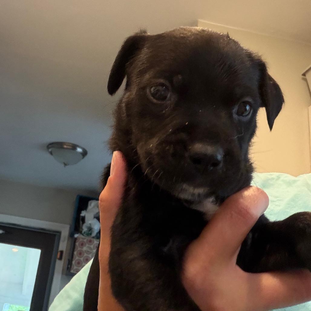 Enlarge Macchiato, a Adoptable Labrador Retriever in Kansas City, MO image 1/4