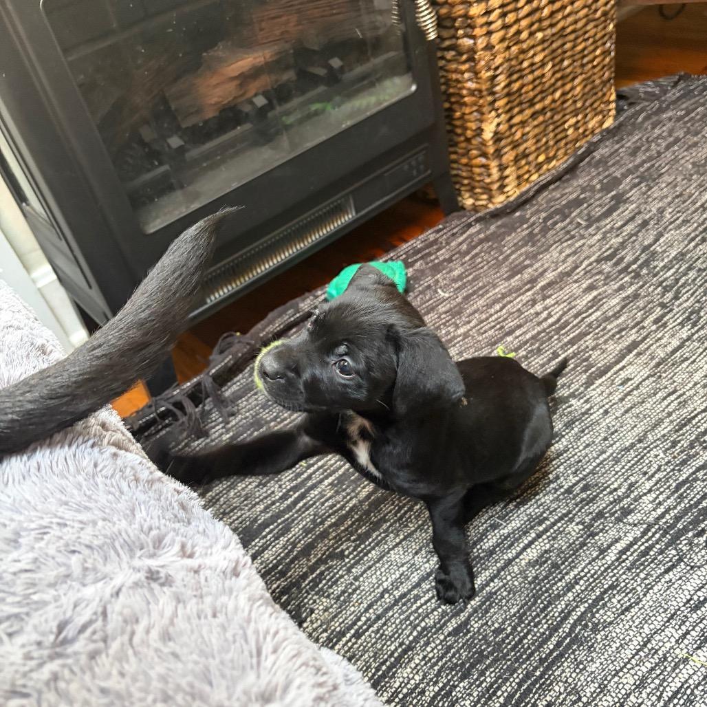 Enlarge Macchiato, a Adoptable Labrador Retriever in Kansas City, MO image 3/4