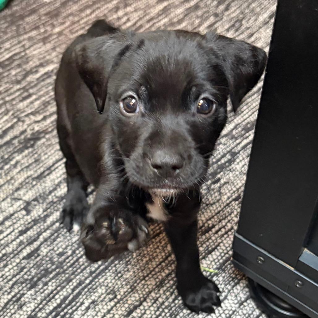 Enlarge Macchiato, a Adoptable Labrador Retriever in Kansas City, MO image 4/4