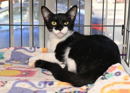 Enlarge Maddy, a Adoptable mixed breed in Baton Rouge, LA image 1/2