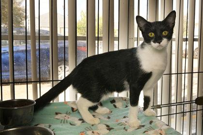 Maddy, Adoptable, Adult Female Domestic Short Hair & Domestic Short Hair.