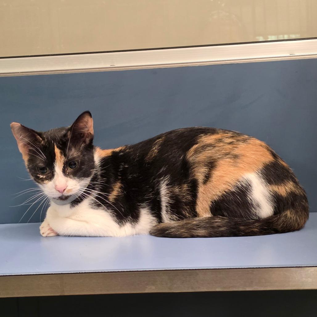 Enlarge Lidia, a Adoptable Domestic Short Hair in Sand Springs, OK image 1/1