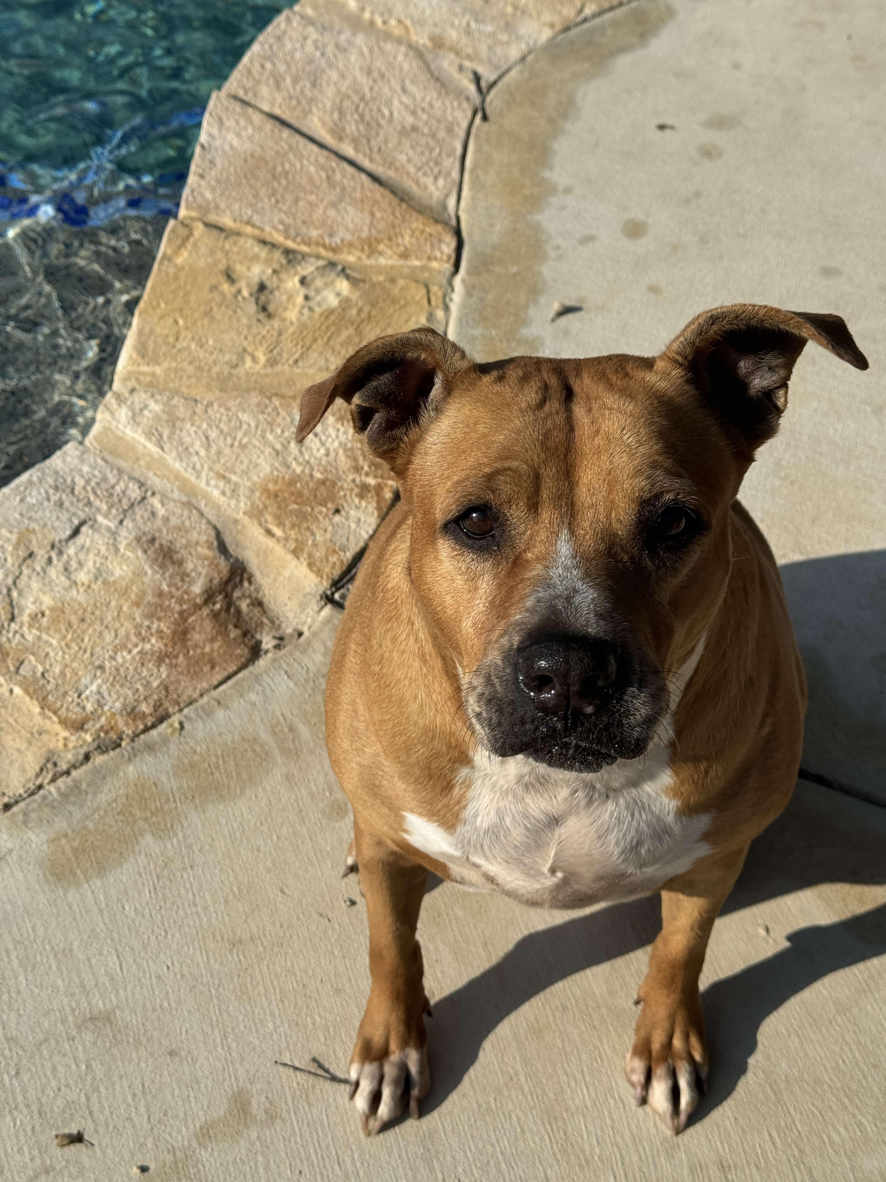 Ginger — thumbnail 2