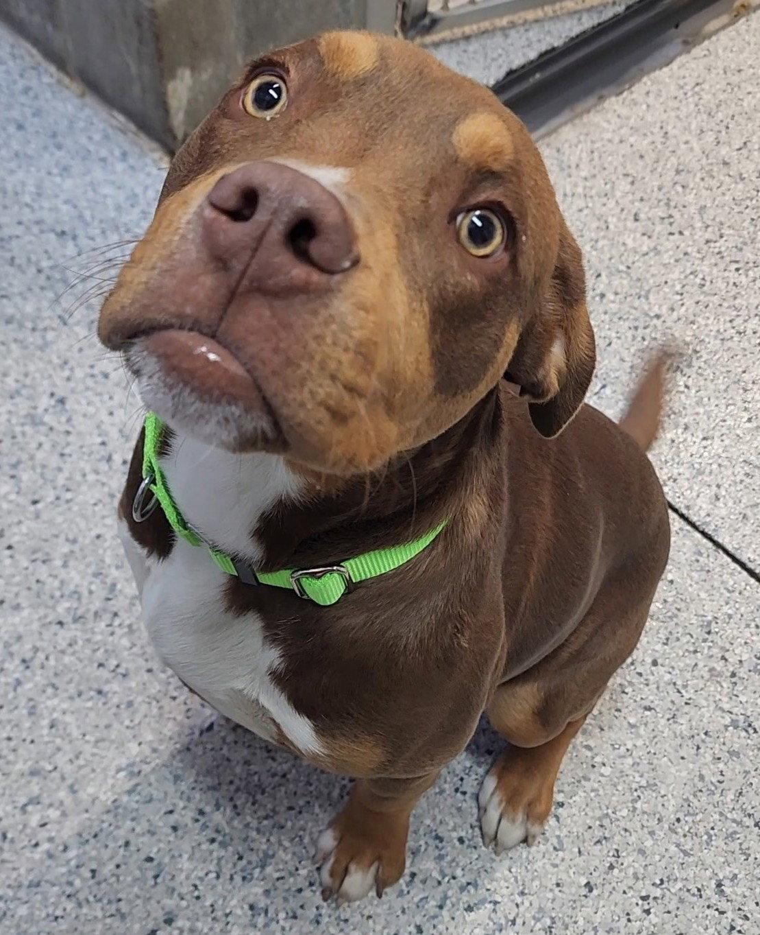 Yogi, Adoptable, Young Male Pit Bull Terrier.