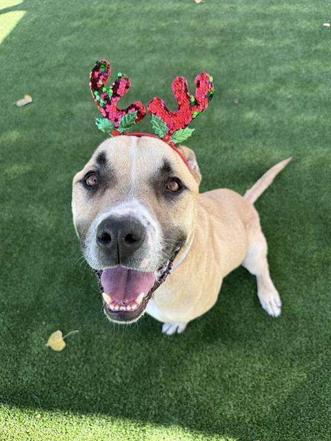 KILO, Adoptable, Adult Male Pit Bull Terrier.