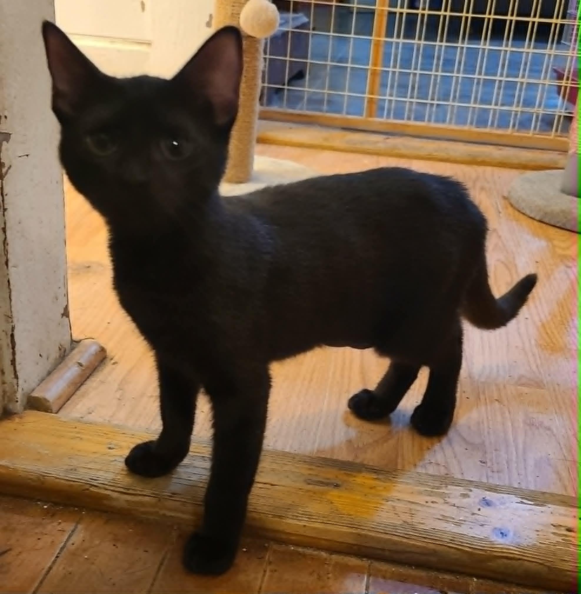 Enlarge Clemetine, a ADOPTABLE Domestic Short Hair in Waynetown, IN image 1/1
