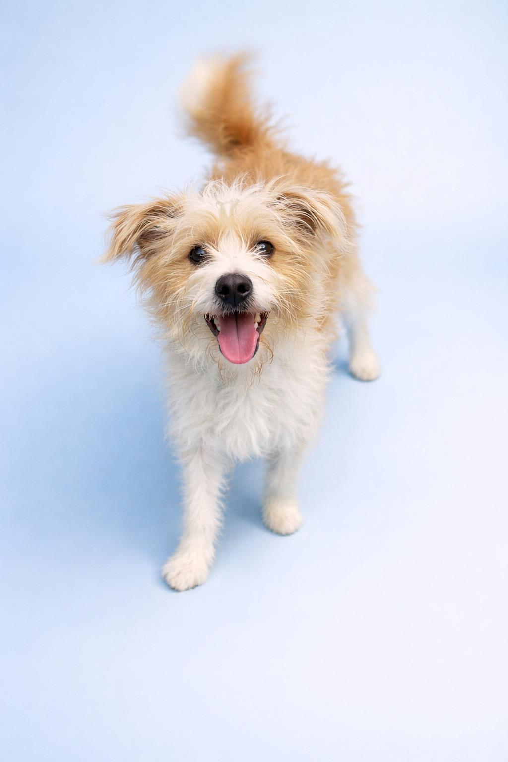 Finnegan #0093, an adopted mixed breed in Waldorf, MD image 1/2