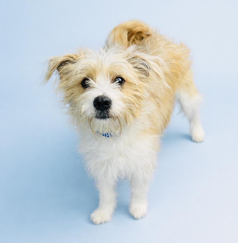 Finnegan #0093, an adopted mixed breed in Waldorf, MD image 2/2