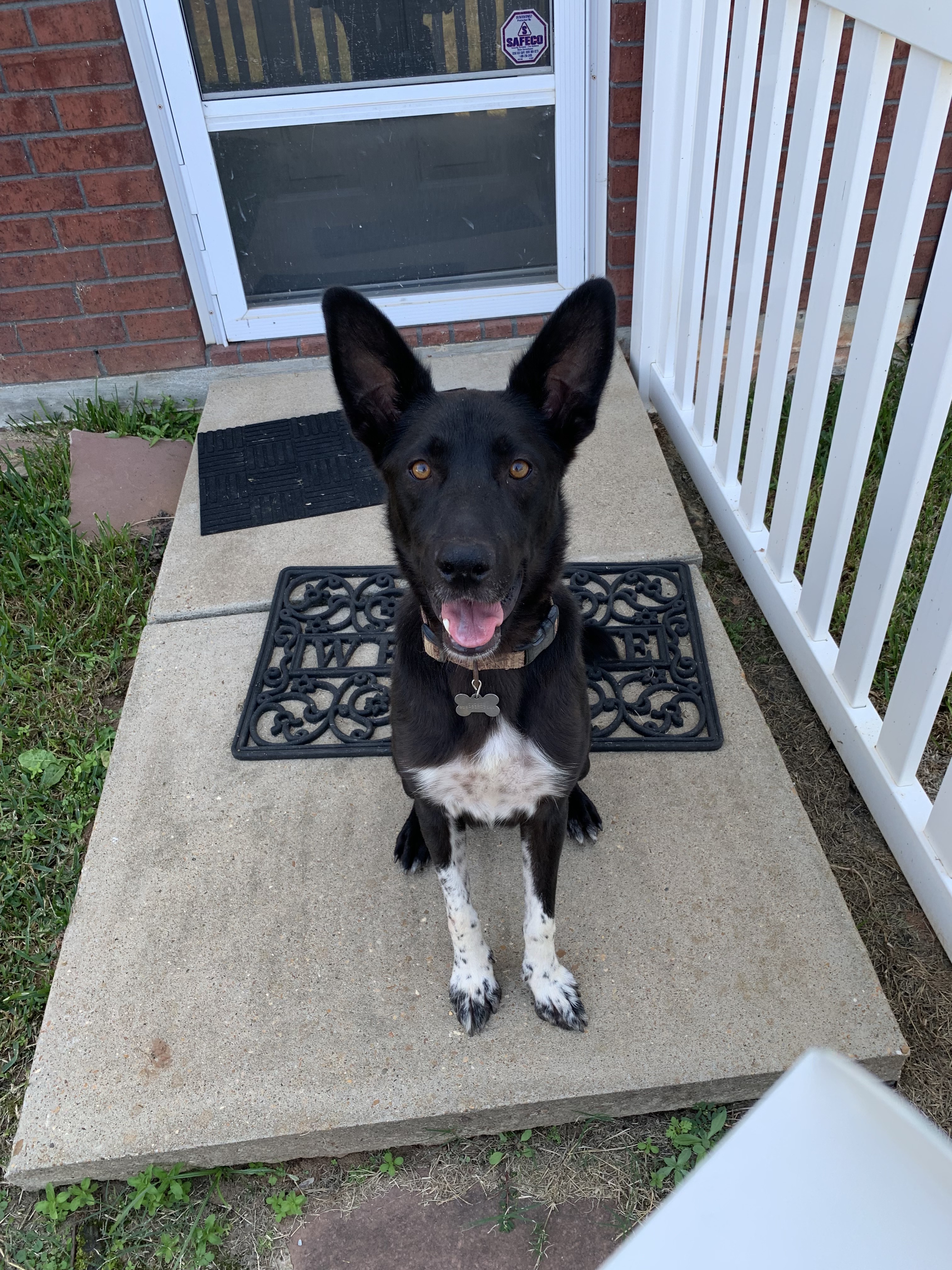 Tux- GSD/Aussie Mix
