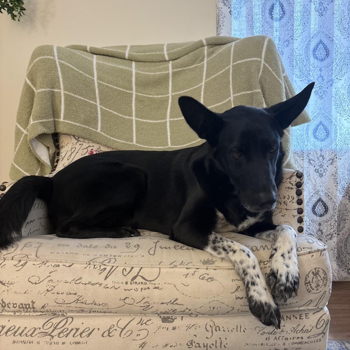 Tux- GSD/Aussie Mix