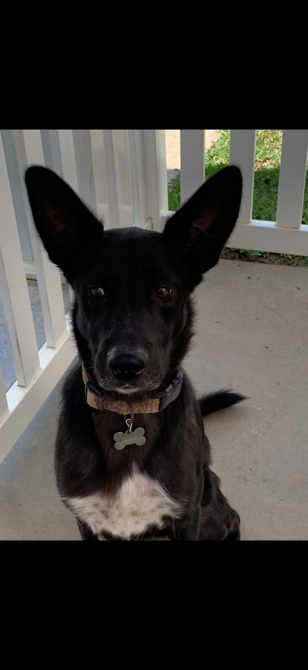 Tux- GSD/Aussie Mix