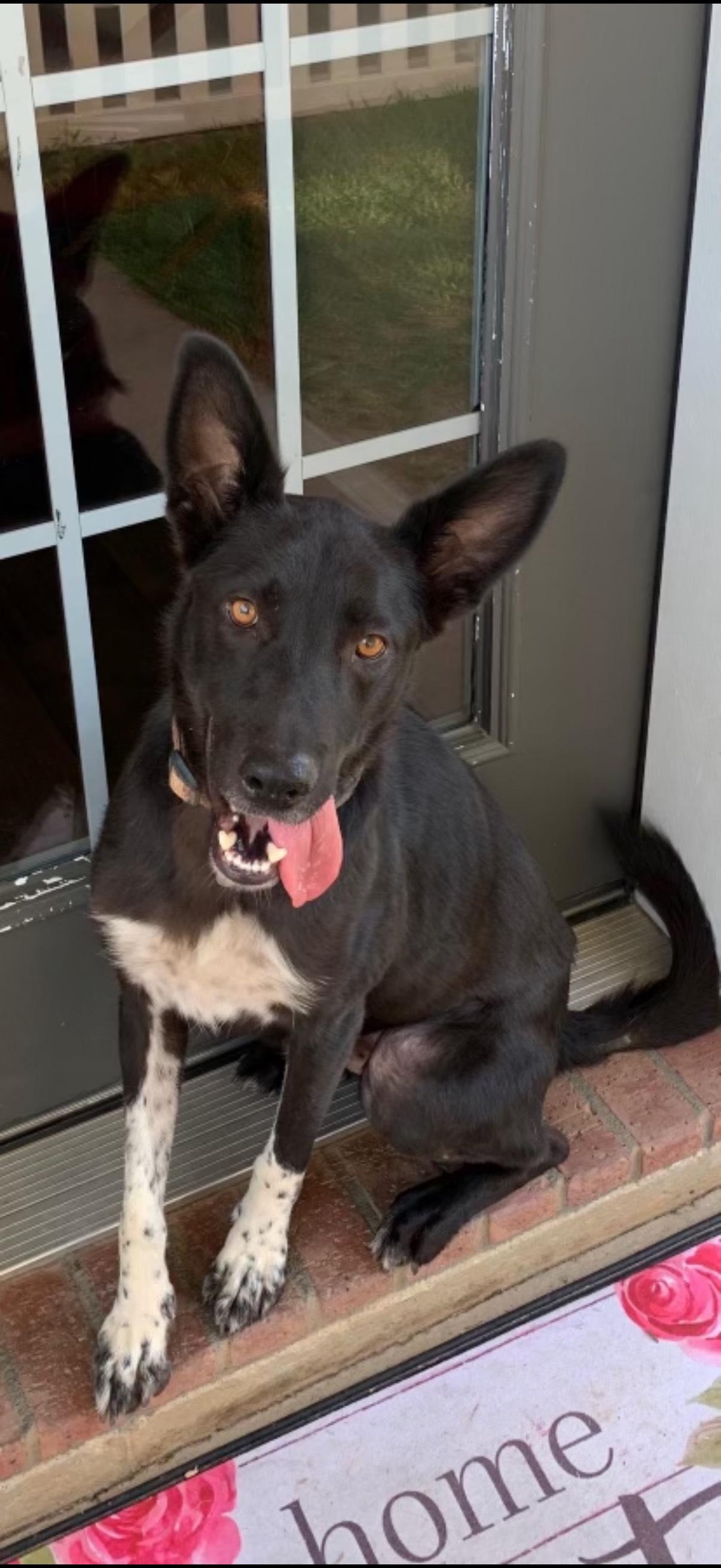 Tux- GSD/Aussie Mix