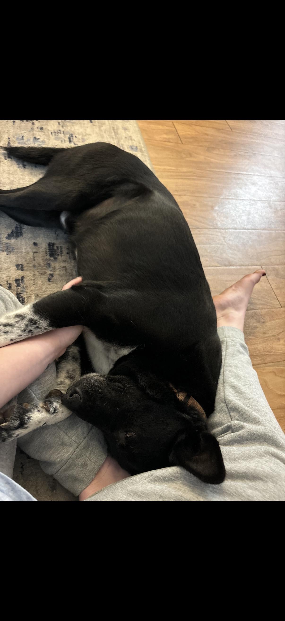 Tux- GSD/Aussie Mix