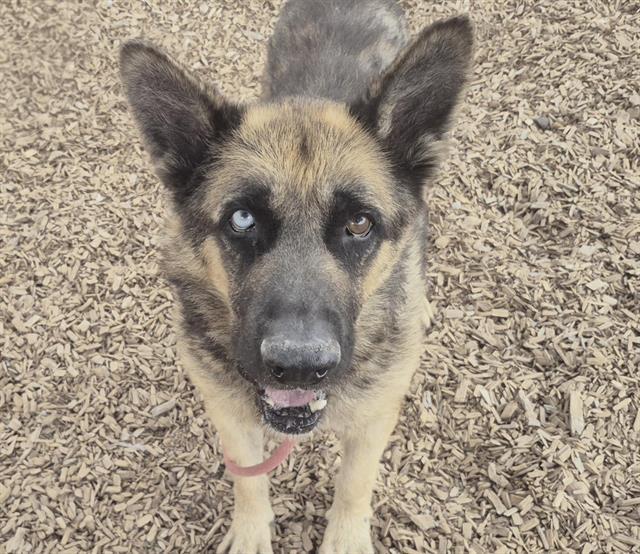 DUDE, Adoptable, Adult Male German Shepherd Dog & Mixed Breed.