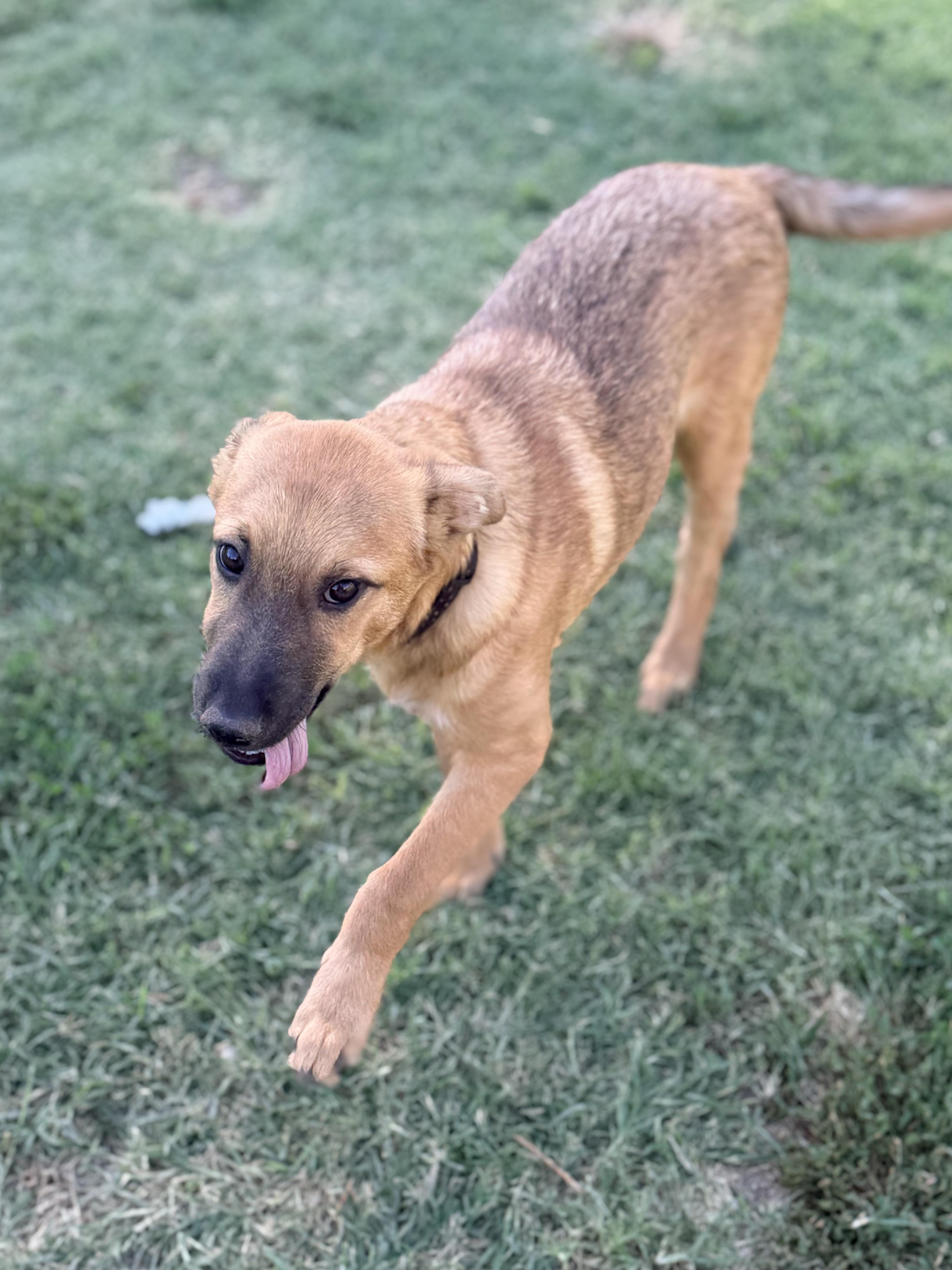 Enlarge Walker, a ADOPTABLE mixed breed in Gilbert, AZ image 6/6