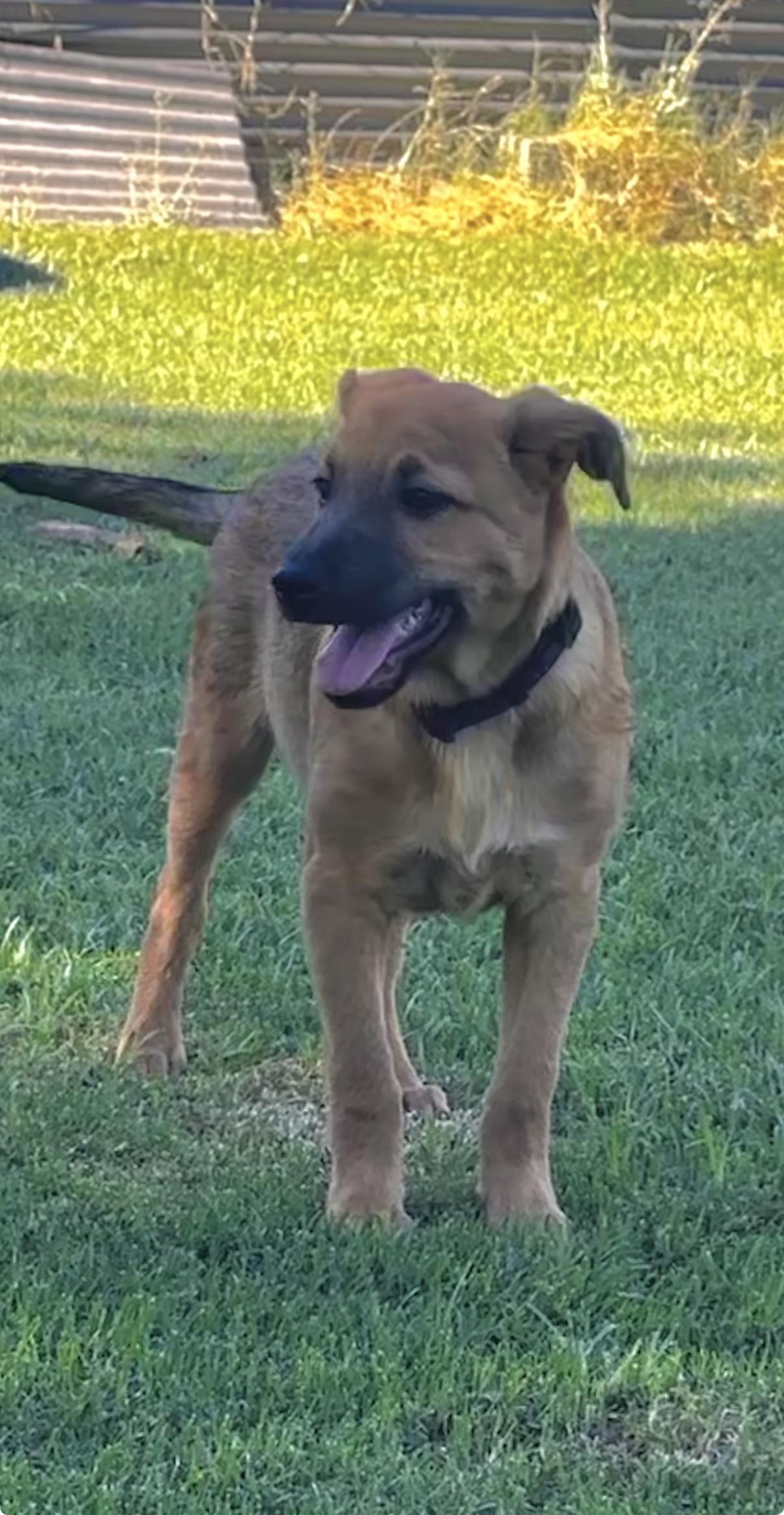 Enlarge Walker, a ADOPTABLE mixed breed in Gilbert, AZ image 5/6