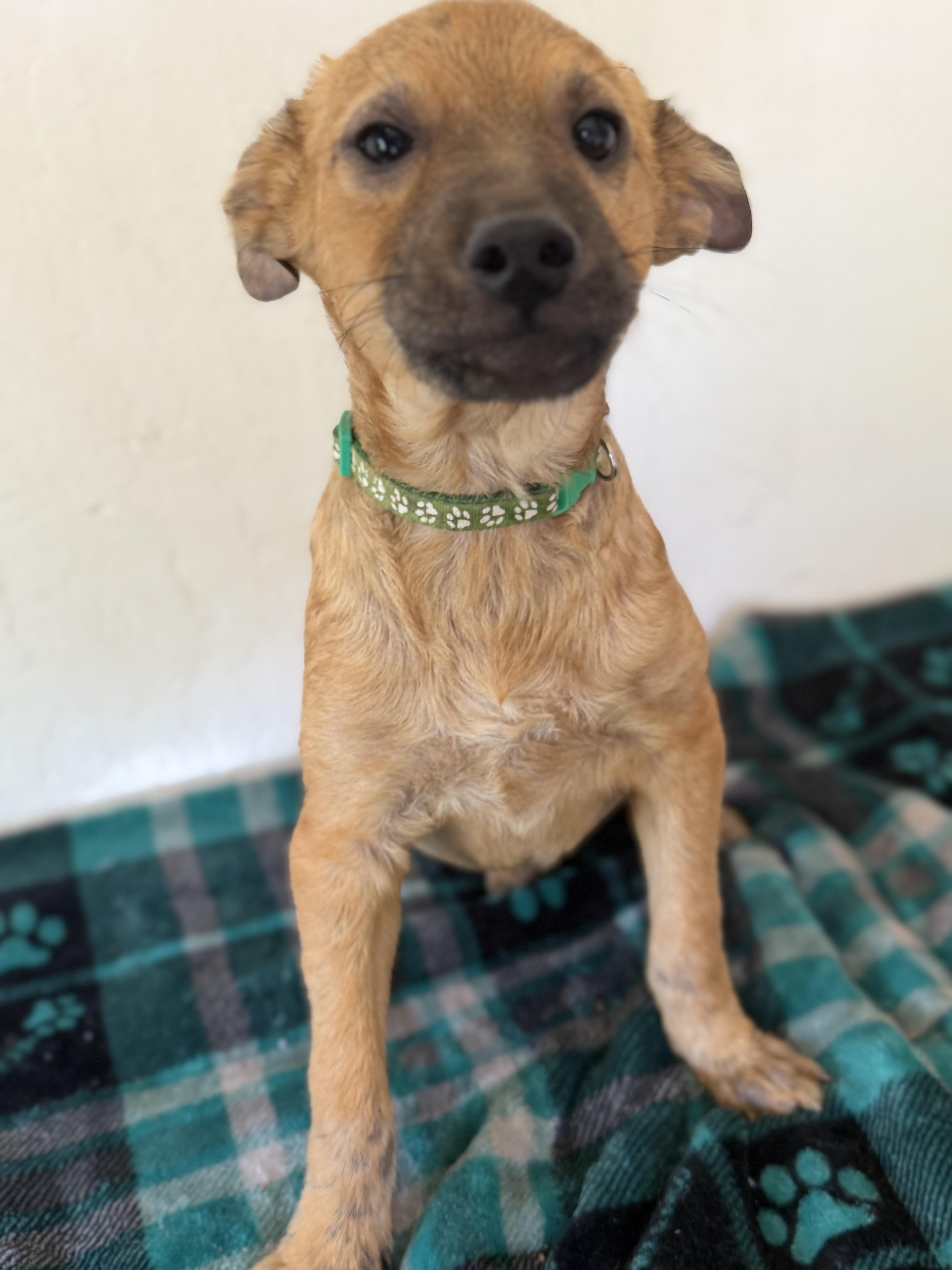 Enlarge Walker, a ADOPTABLE mixed breed in Gilbert, AZ image 6/6