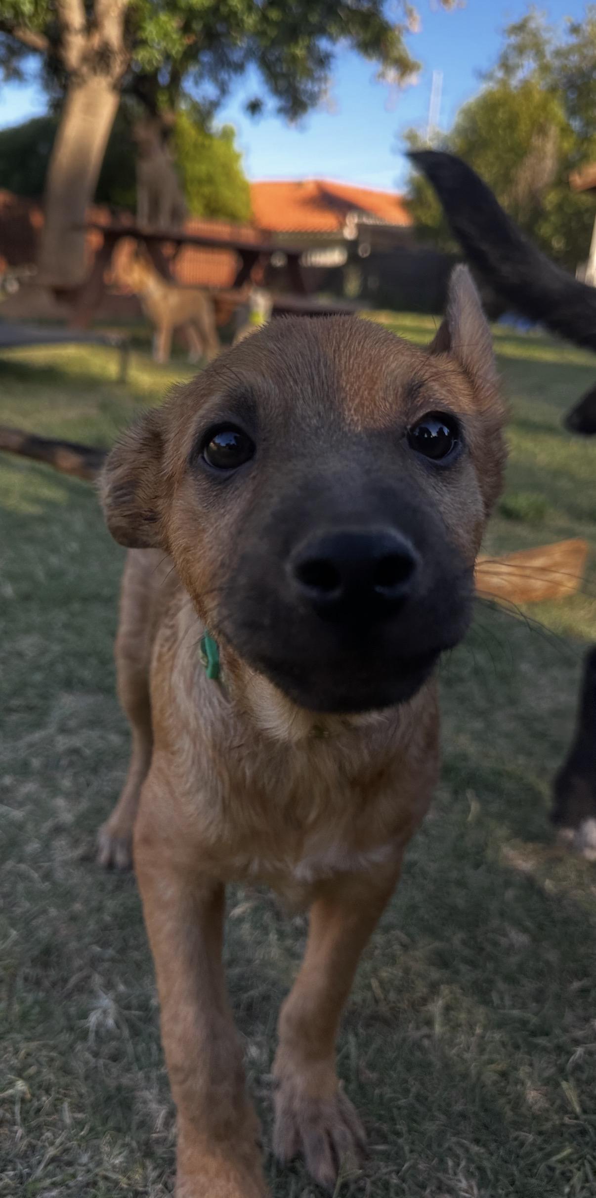 Walker, ADOPTABLE, Puppy Male Shepherd & Black Mouth Cur.
