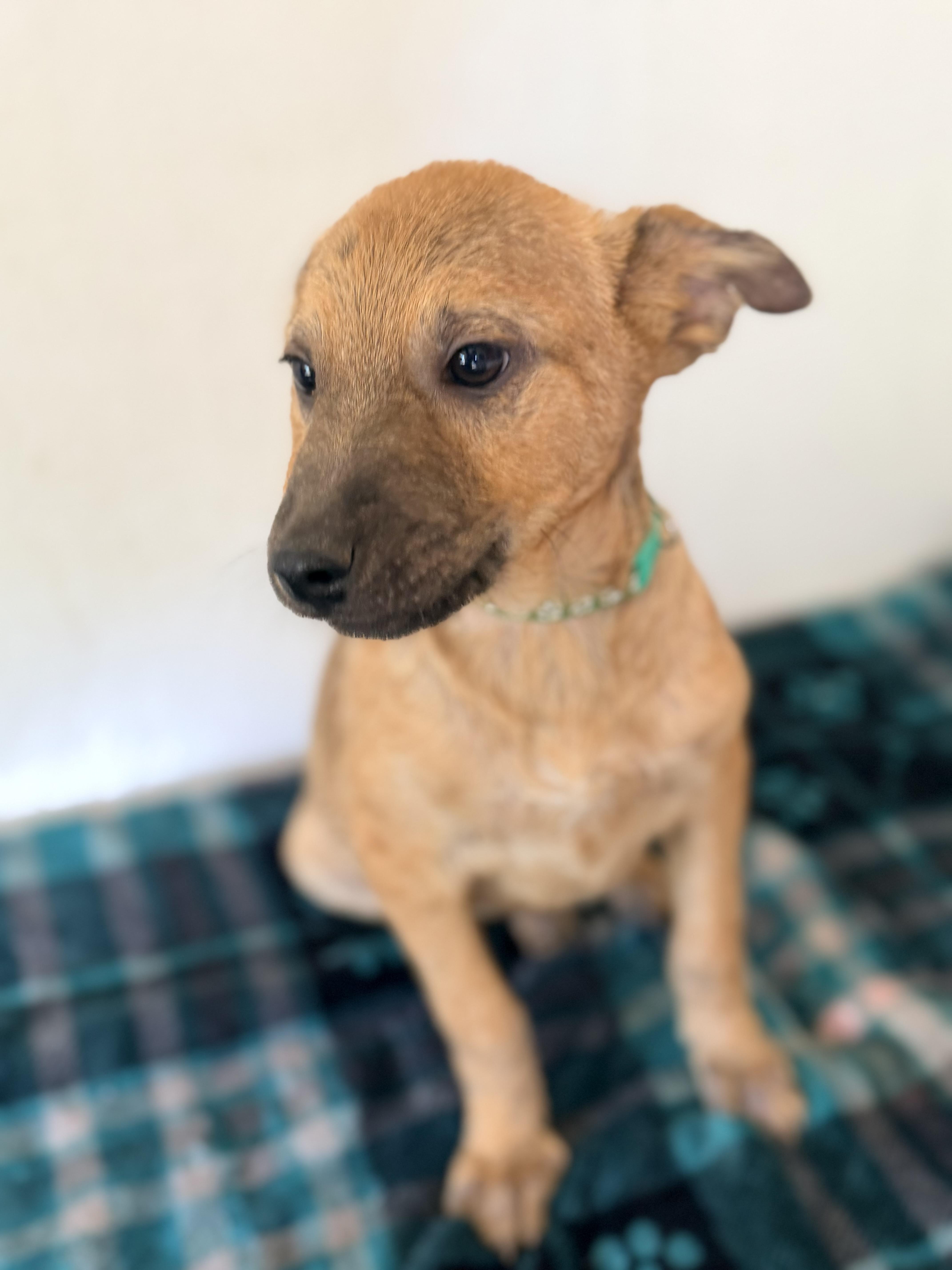 Enlarge Walker, a ADOPTABLE mixed breed in Gilbert, AZ image 4/6