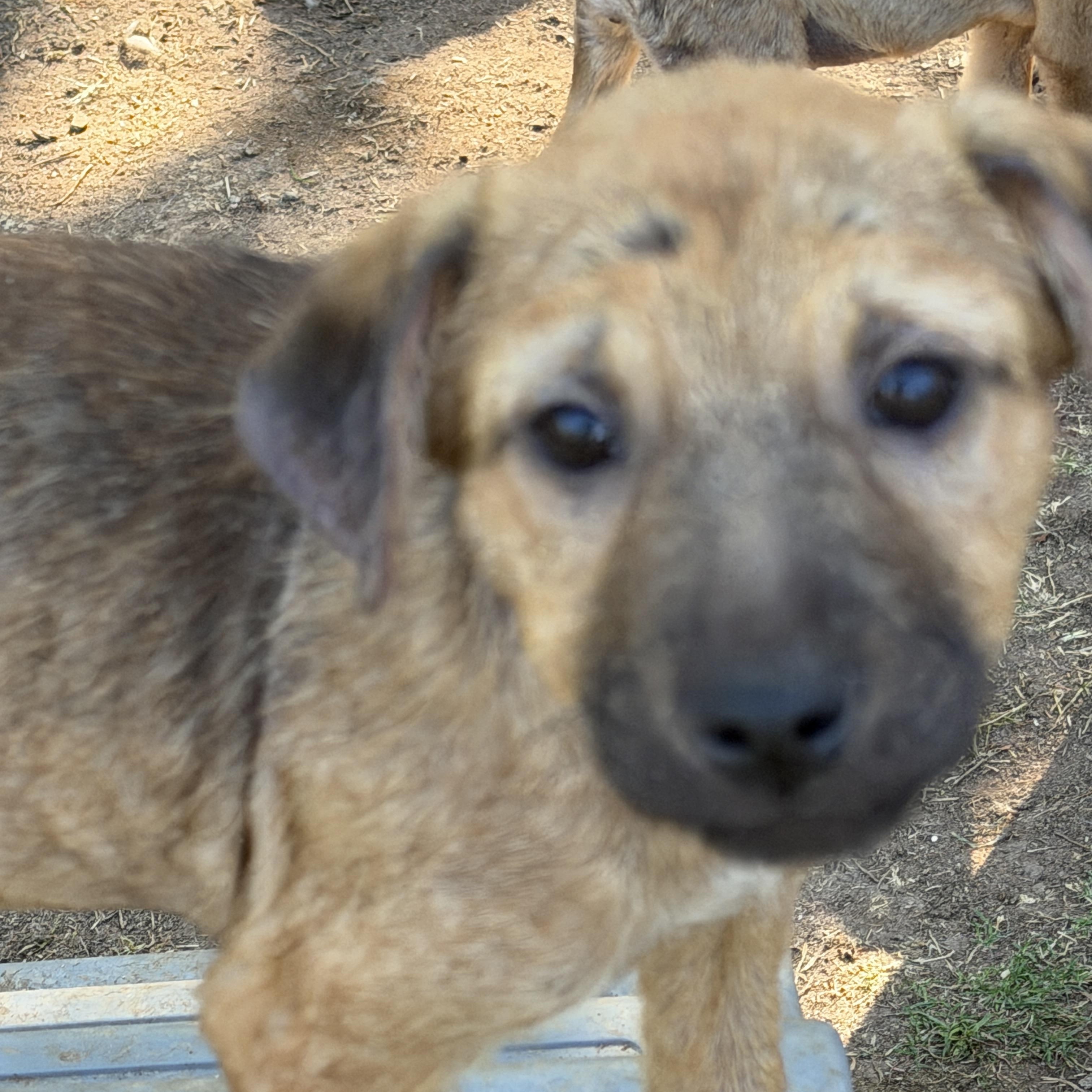 Enlarge Walker, a ADOPTABLE mixed breed in Gilbert, AZ image 2/6