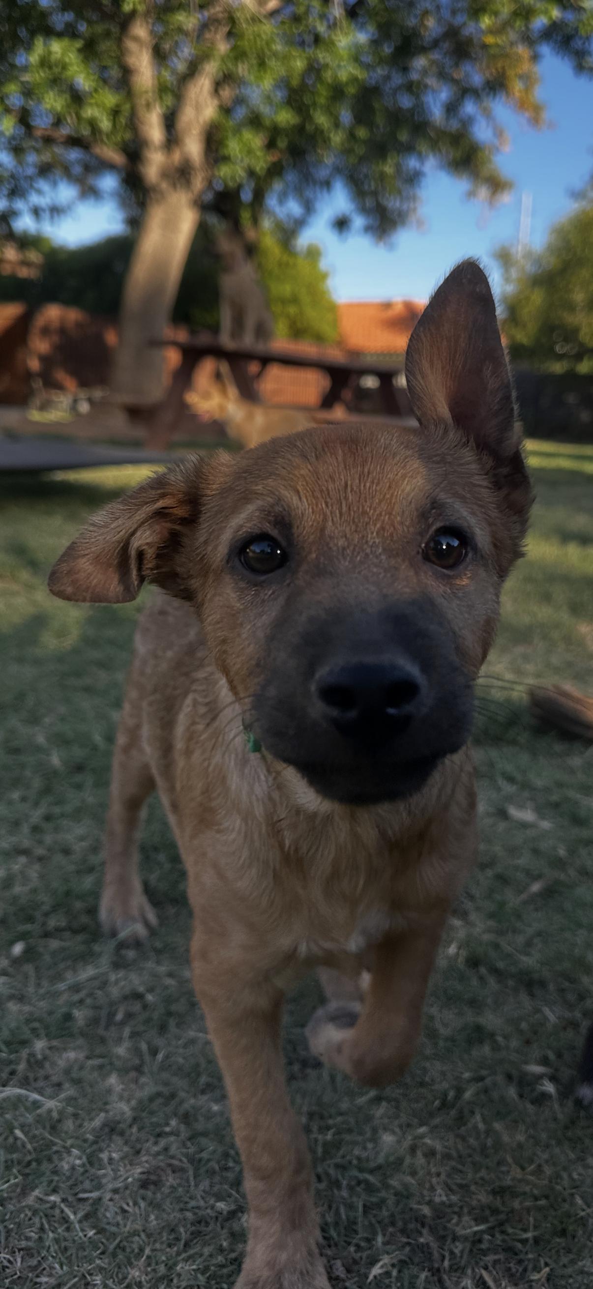 Walker, a ADOPTABLE mixed breed in Gilbert, AZ image 6/6