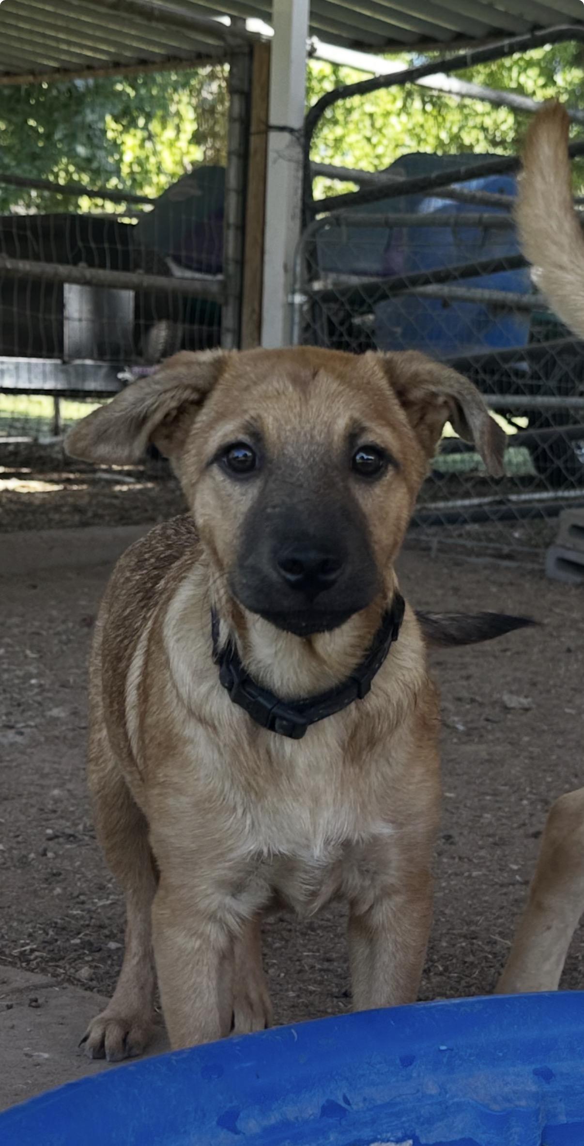 Enlarge Walker, a ADOPTABLE mixed breed in Gilbert, AZ image 2/6