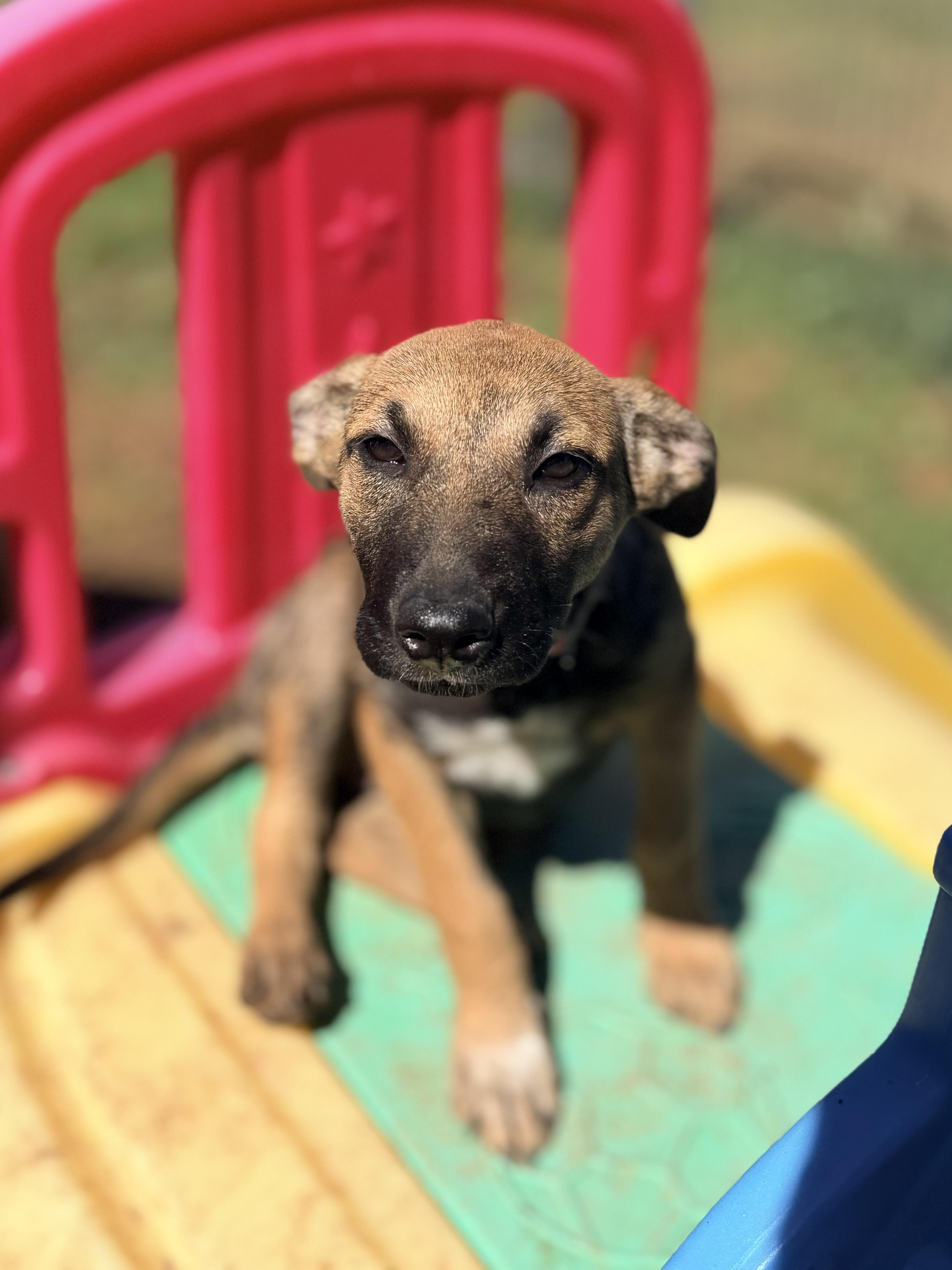 Enlarge Walker, a ADOPTABLE mixed breed in Gilbert, AZ image 1/6