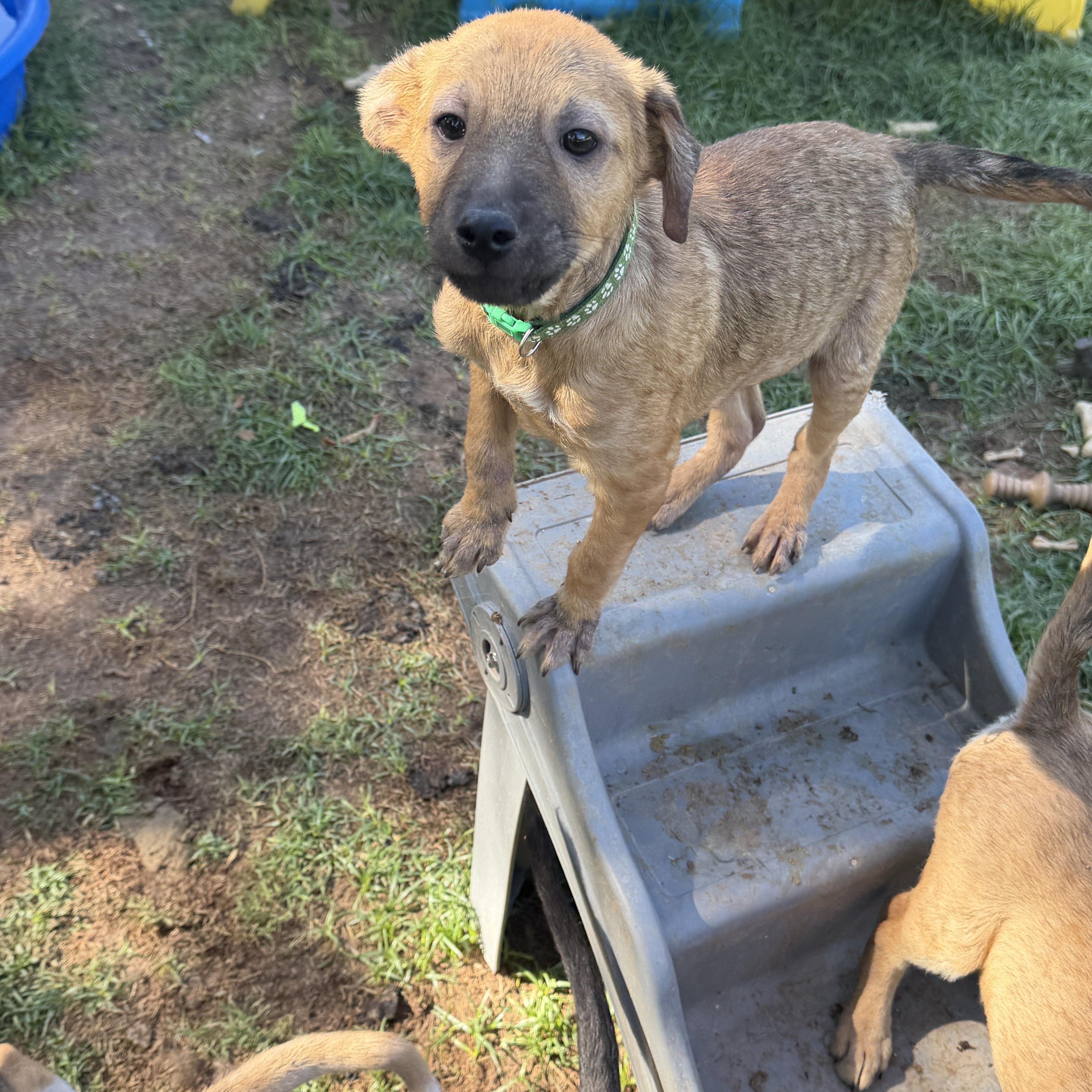 Enlarge Walker, a ADOPTABLE mixed breed in Gilbert, AZ image 5/6