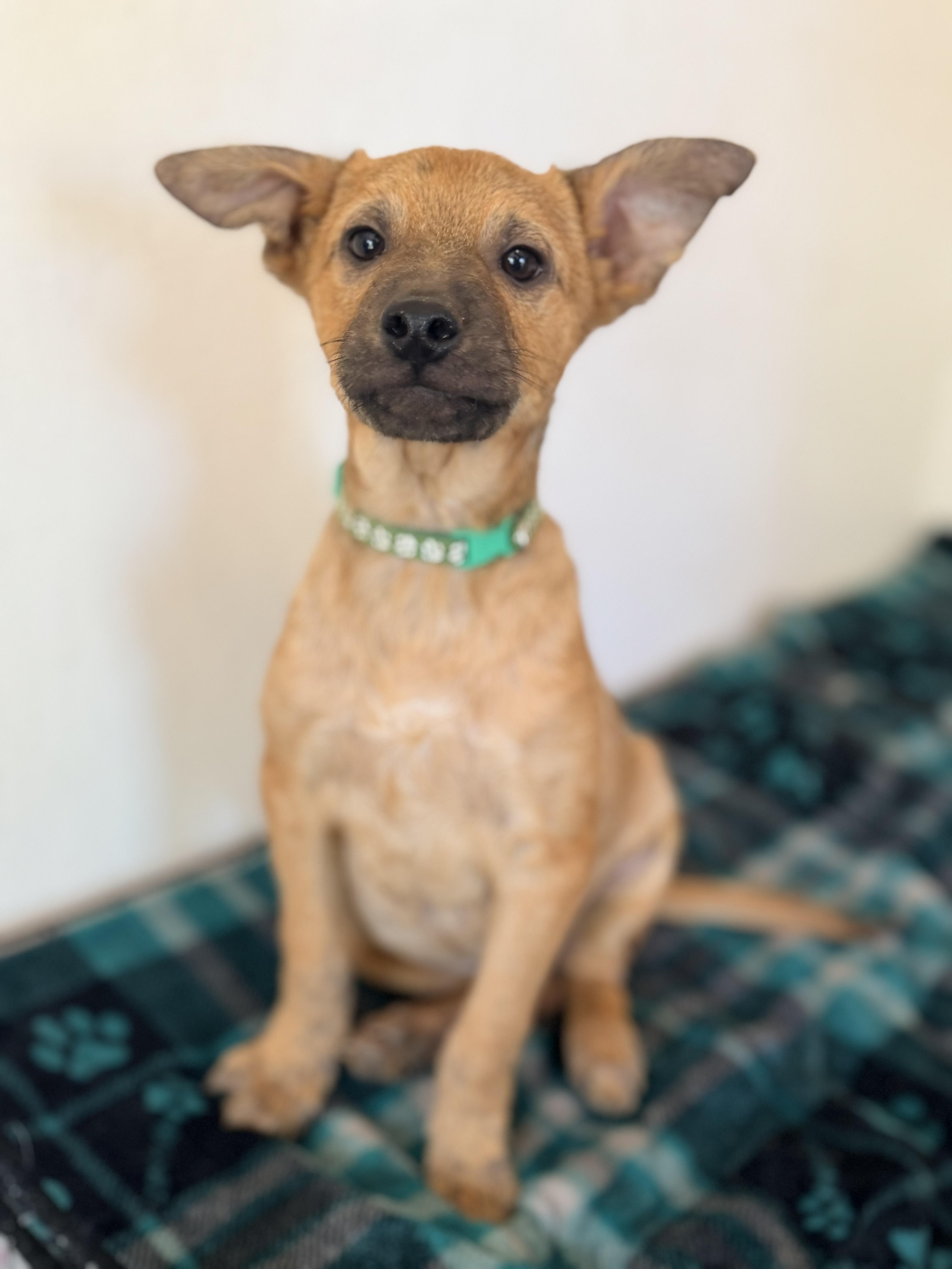Enlarge Walker, a ADOPTABLE mixed breed in Gilbert, AZ image 3/6
