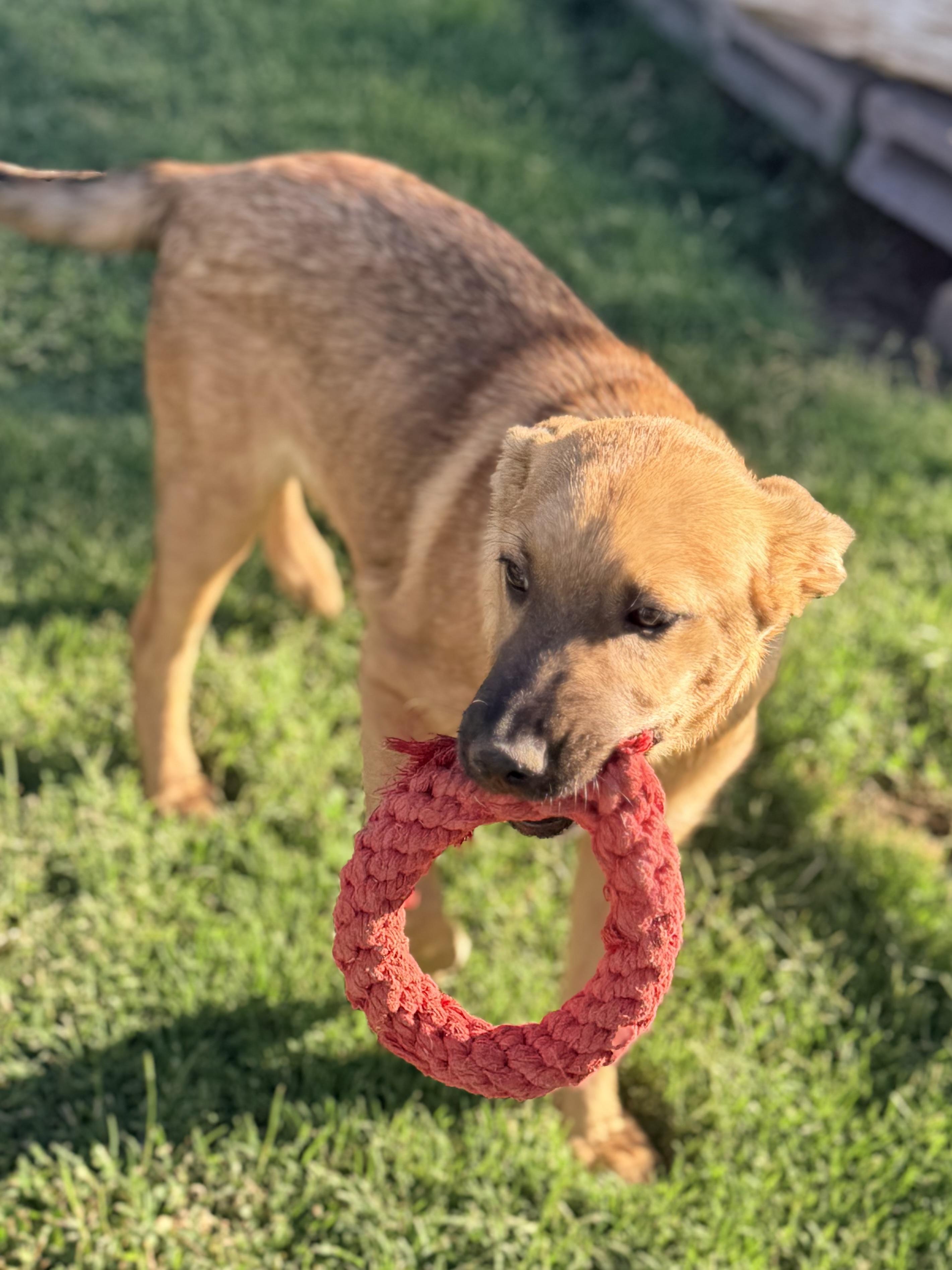 Walker, ADOPTABLE, Puppy Male Black Mouth Cur & Shepherd.