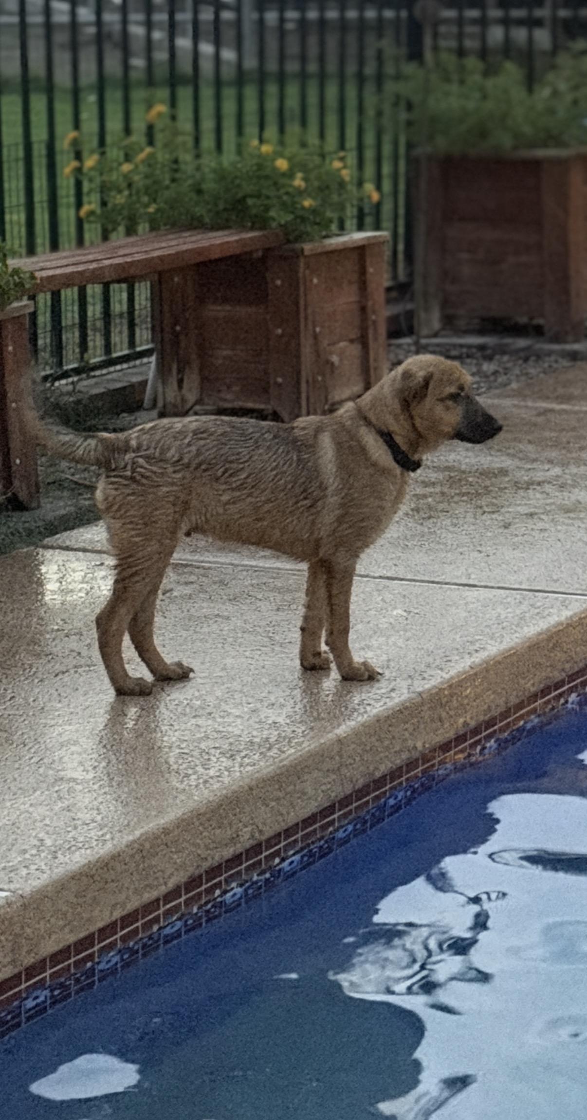 Walker, ADOPTABLE, Puppy Male Mountain Cur & Shepherd.