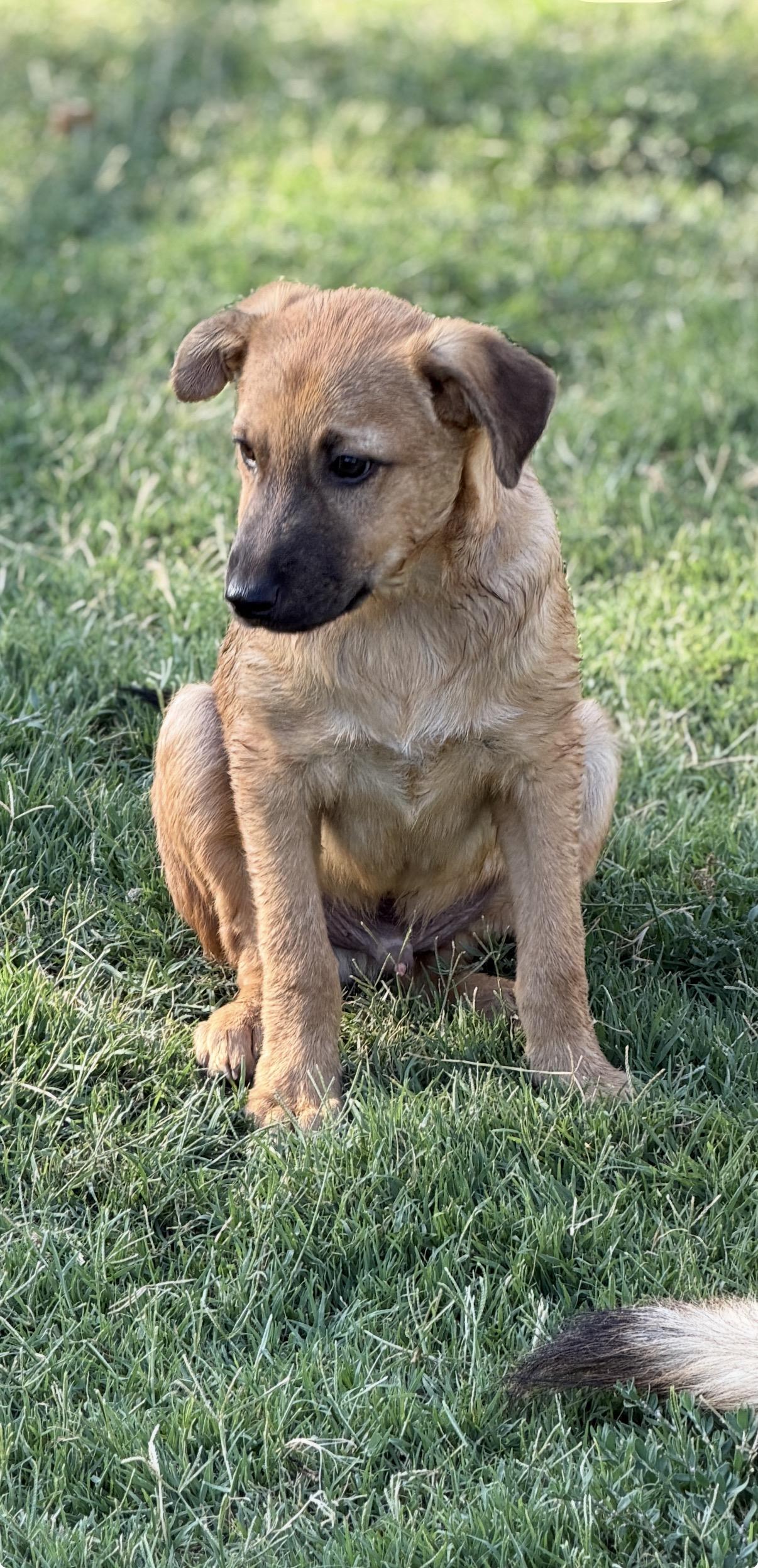 Enlarge Walker, a ADOPTABLE mixed breed in Gilbert, AZ image 4/6