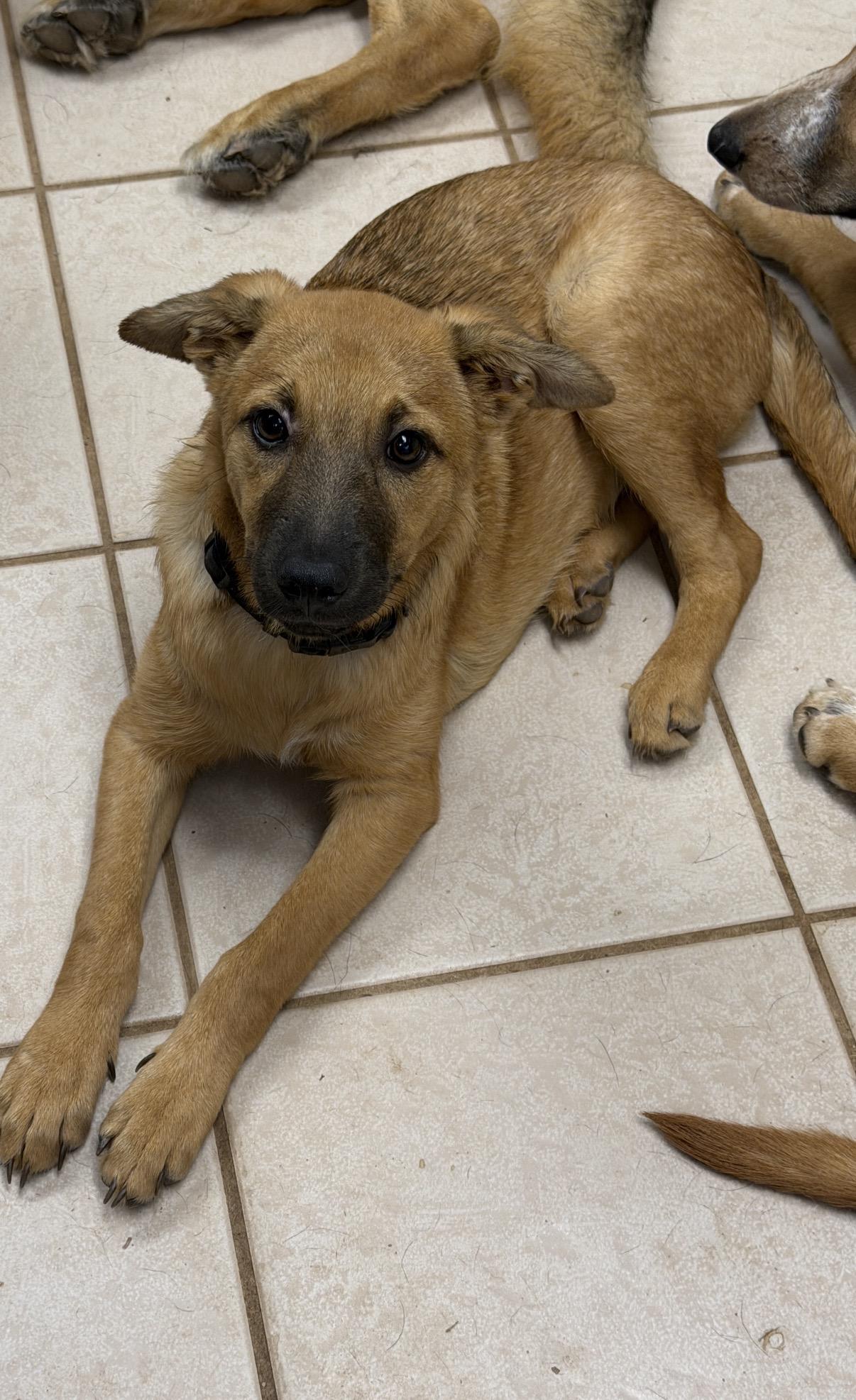 Enlarge Walker, a ADOPTABLE mixed breed in Gilbert, AZ image 2/6