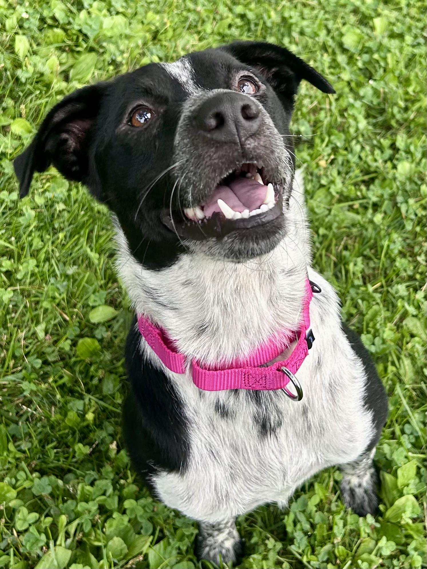 Boots, an adopted Mixed Breed in Highland, NY image 1/5