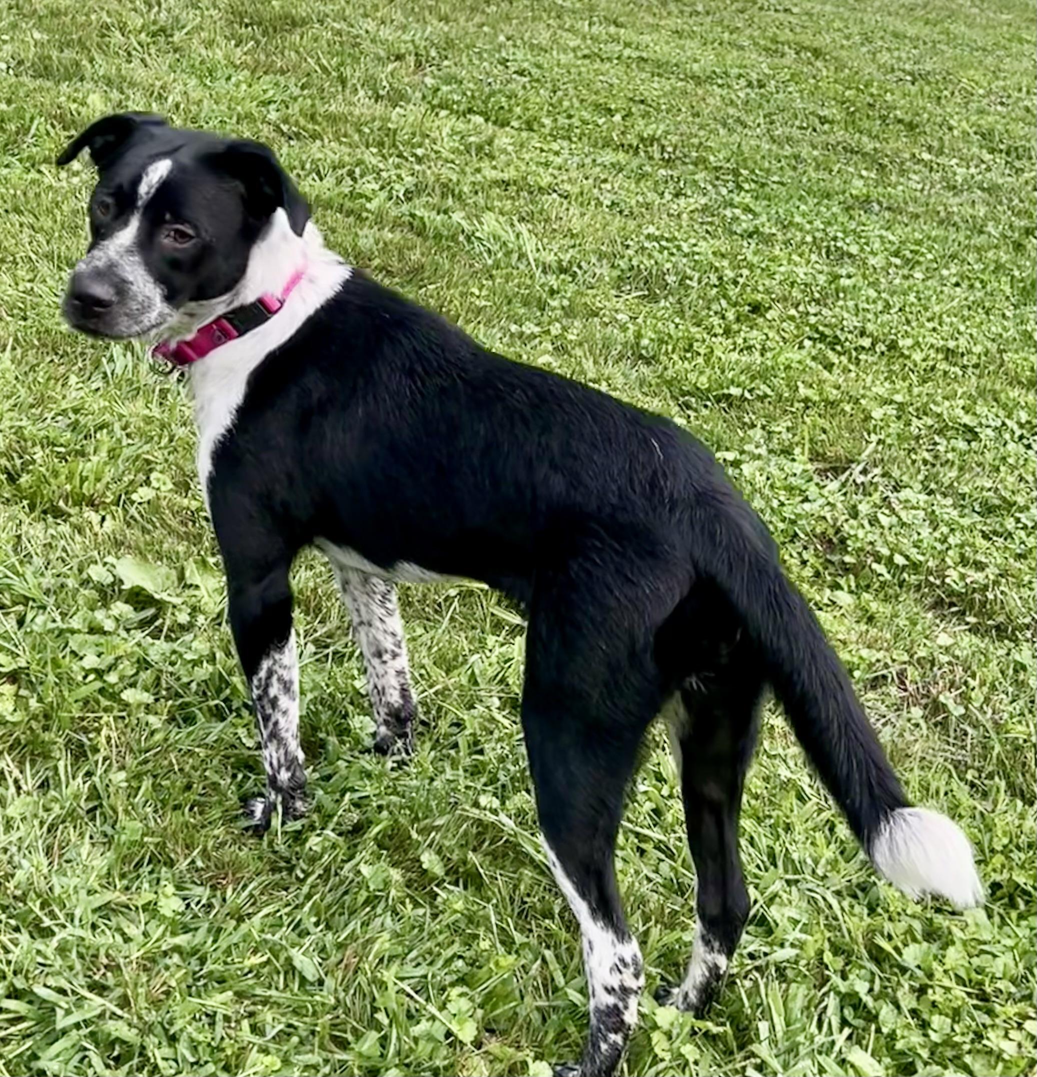 Boots, an adopted Mixed Breed in Highland, NY image 3/5