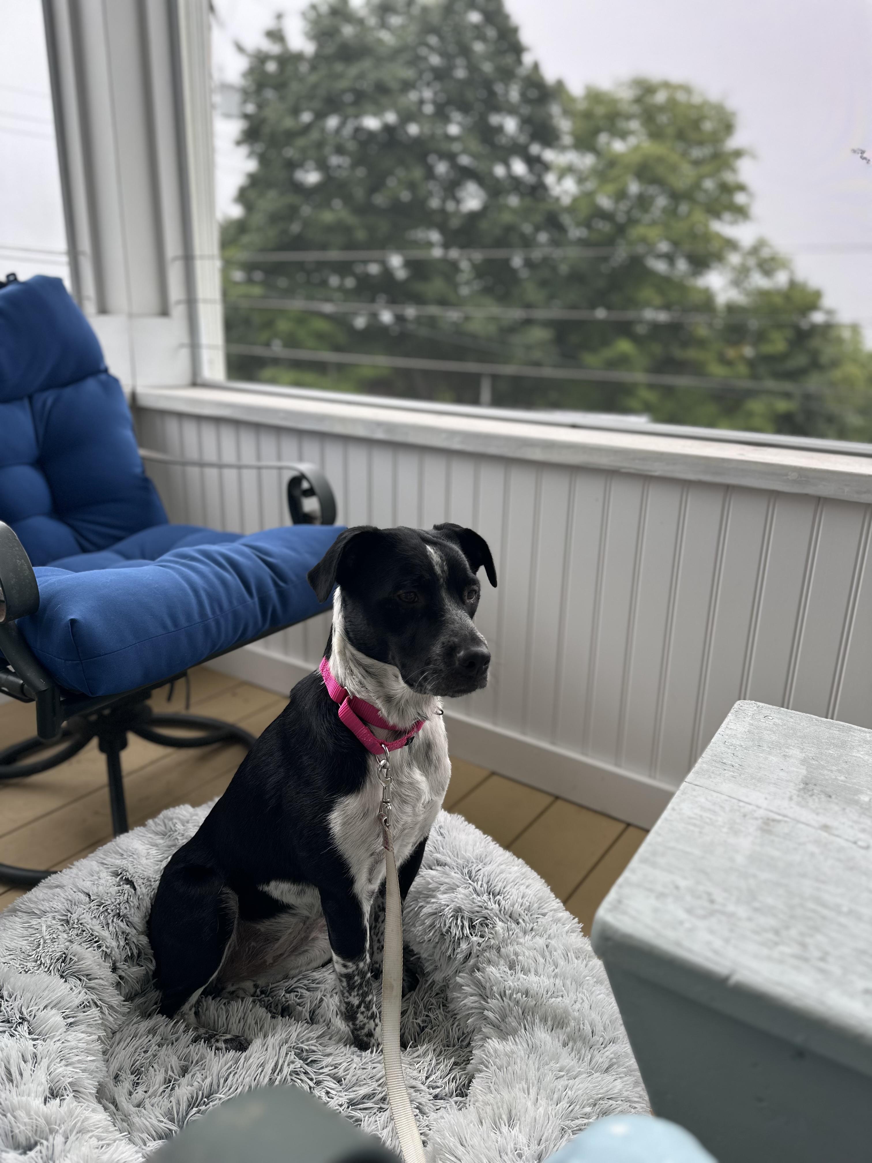 Boots, an adopted Mixed Breed in Highland, NY image 2/5