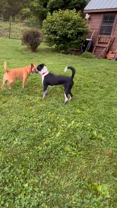 Enlarge Boots, an adopted Mixed Breed in Highland, NY video 4/5