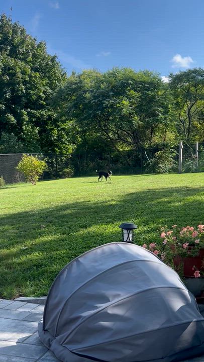Enlarge Boots, an adopted Mixed Breed in Highland, NY video 5/5