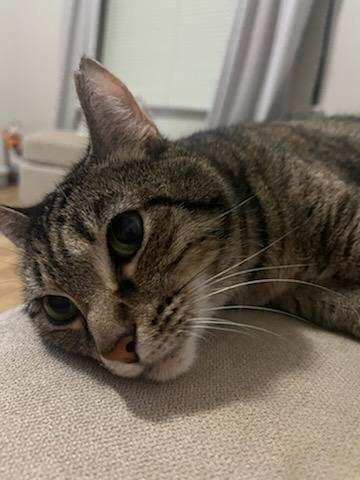 Enlarge Alma, a Adoptable Tabby in Valdosta, GA image 1/10