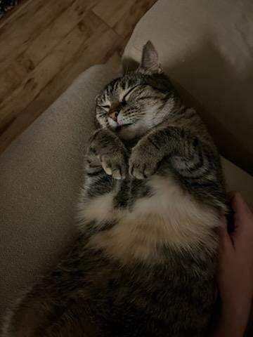 Enlarge Alma, a Adoptable Tabby in Valdosta, GA image 2/10