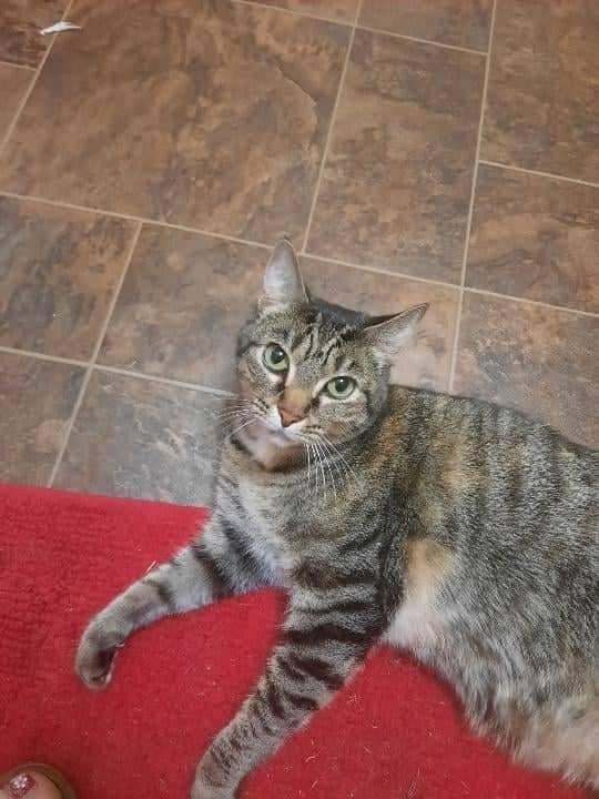 Enlarge Alma, a Adoptable Tabby in Valdosta, GA image 3/10