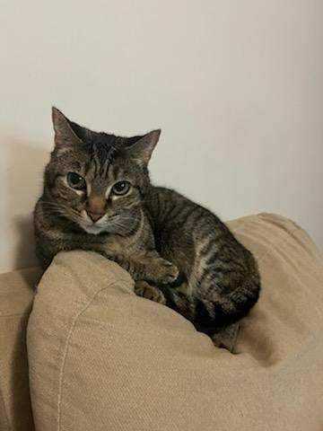 Alma, Adoptable, Adult Female Tabby.