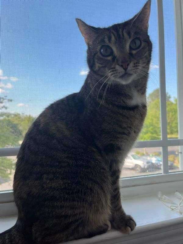 Enlarge Alma, a Adoptable Tabby in Valdosta, GA image 5/10