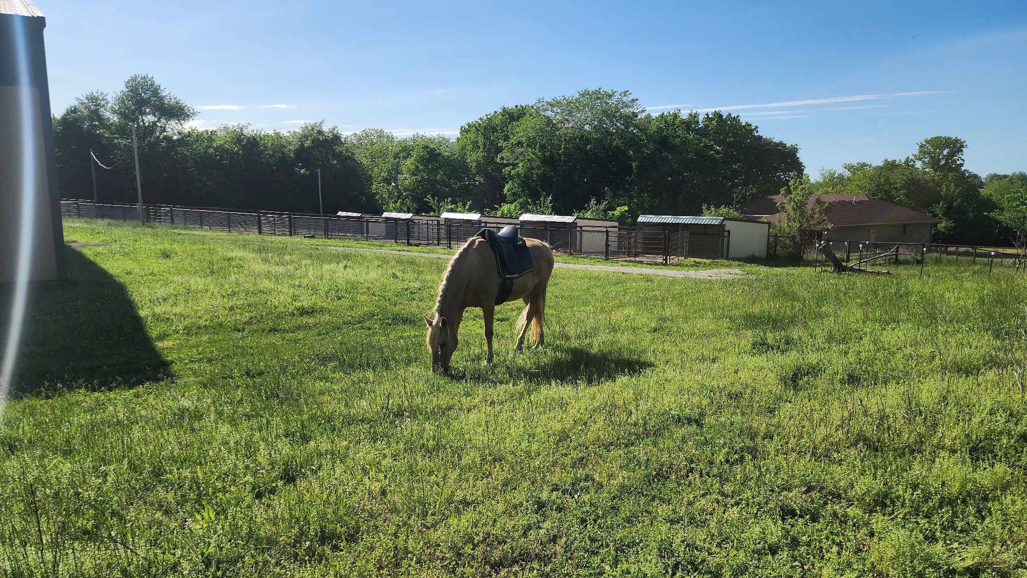 Clementine, a Adopted Missouri Foxtrotter in Willard, MO image 4/6