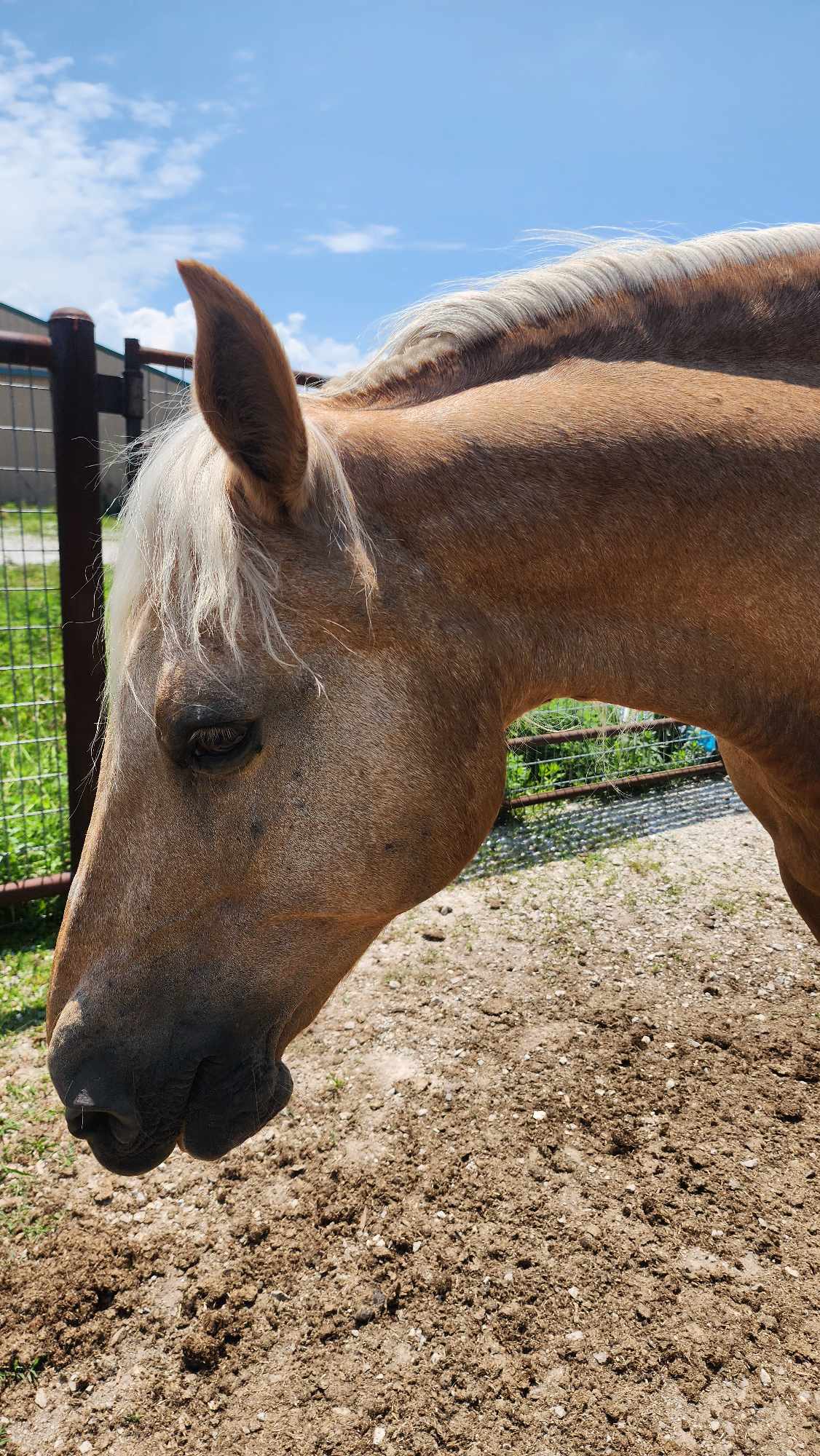 Clementine, a Adopted Missouri Foxtrotter in Willard, MO image 5/6