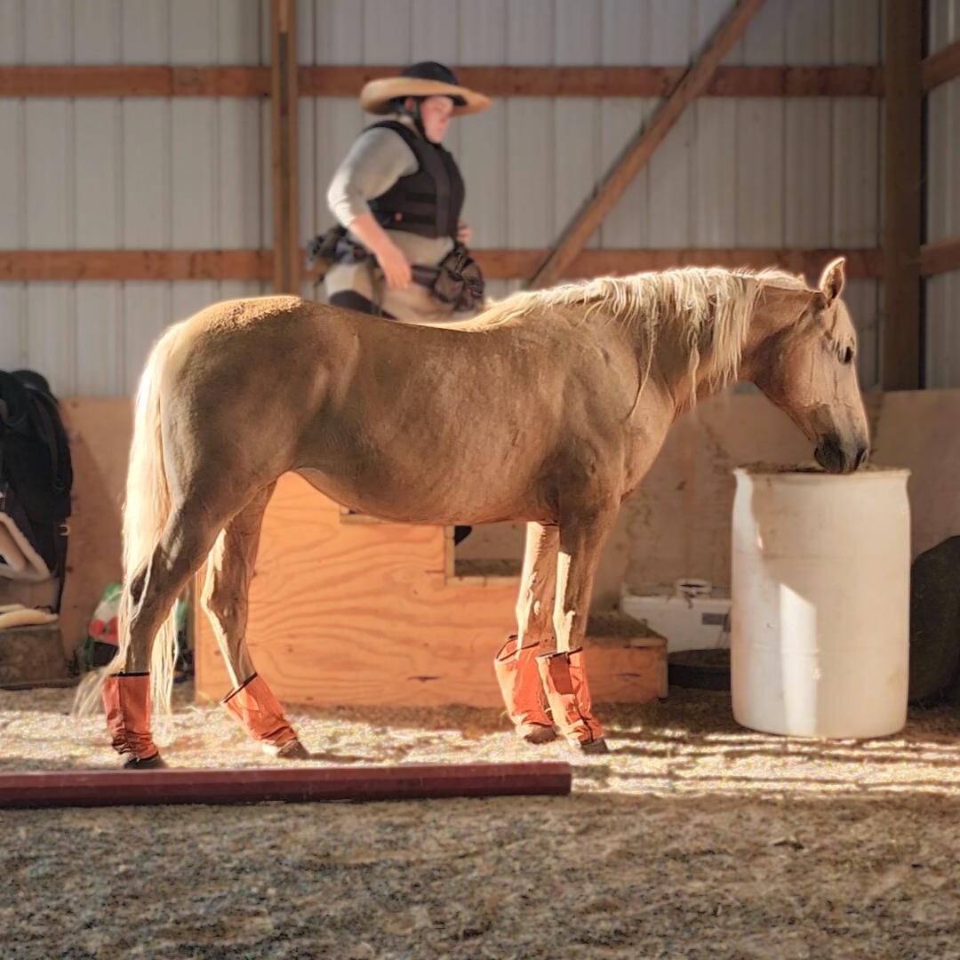 Clementine, a Adopted Missouri Foxtrotter in Willard, MO image 2/6